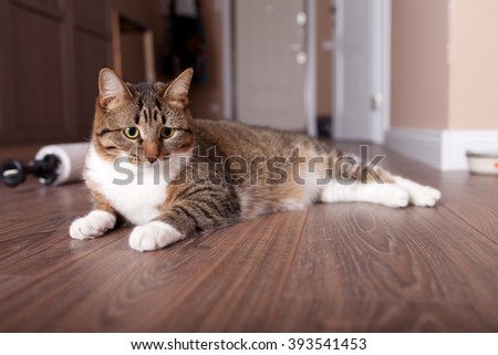 Kitten, resting cat on a flor in colorful blur background, cute funny cat close up, young playful cat at home, domestic cat, relaxing cat, cat resting, cat playing at home, elegant cat
