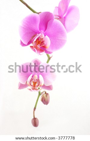[Obrazek: stock-photo-pink-orchid-on-white-background-3777778.jpg]
