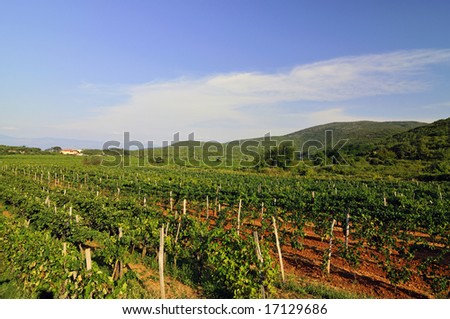 Vineyards land in South Croatia
