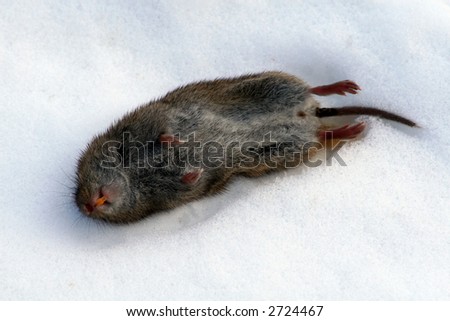 Dead mouse in the snow.