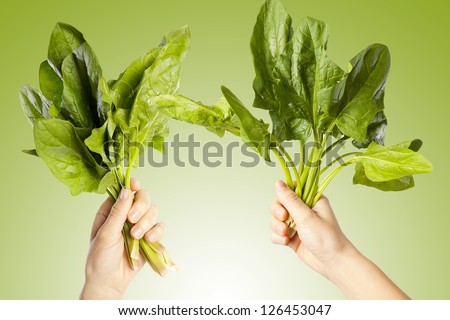 Hands holding a leaves chard. A green background. Fresh chard vegetable. Diet.