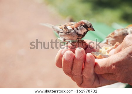 Close up of hands of a old man./ Birds eating bread over hand of old man in a park.