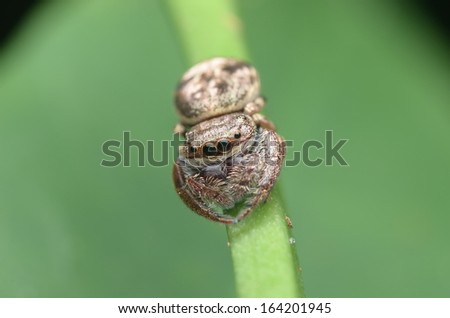 a beautiful eyes of jumper spider on the habit