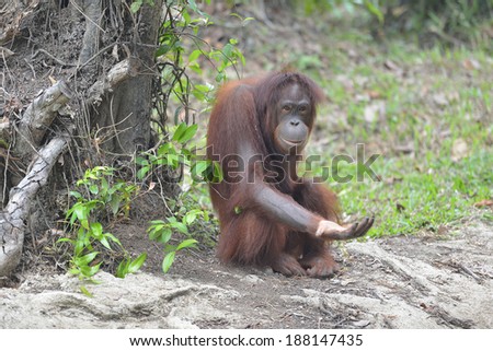 an orangutan playing like asking a smiling face