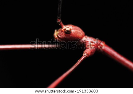hyper close up weird animal a stick bug, black background