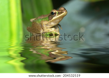 frog on the habit with reflection on water