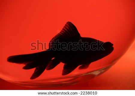 image of a black fish in it\'s fish tank,which is placed in front of red surface(no filter or effect)