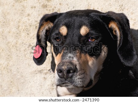 street dog that has tag on its ear,which indicated it is under protection