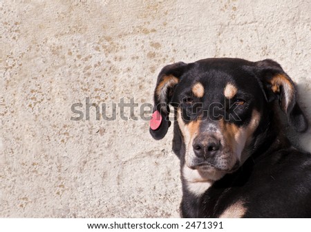 a tagged street dog in front of a wall plenty of space for text