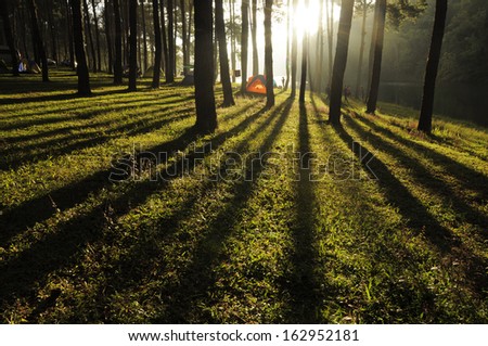 Tree shadow and morning sun light over the ground in the park