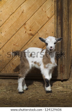Baby goat standing in front of a barn