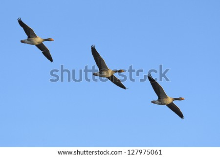 Three greylag geese (Anser anser) in flight against blue sky