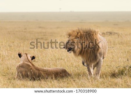 African lion couple in the Masai Mara in Kenya