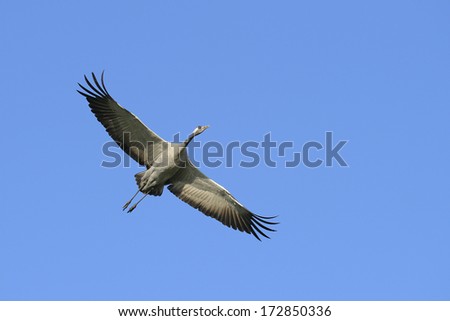 Common crane flying in blue sky