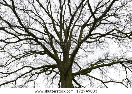 Silhouette of leafless branches of a tree on white background