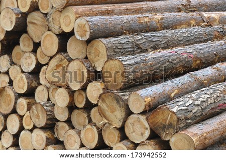 Close-up of a log pile of spruce trees.