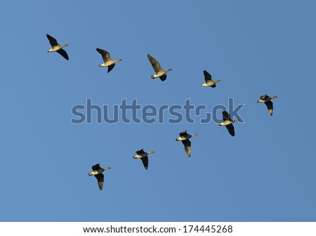 Flock of migrating bean geese flying in v-formation.