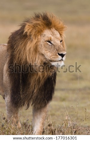 Portrait of a big male lion in Kenya