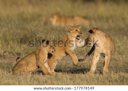 African Lion cubs playing in the Masai Mara