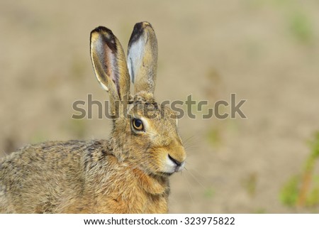 Portrait of European brown hare in the field