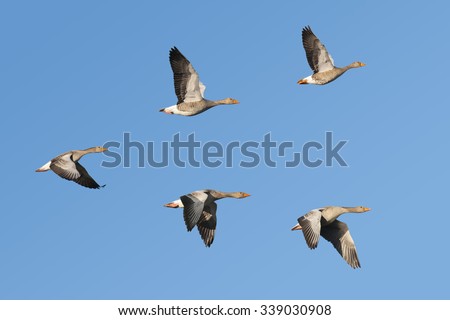 Flock of migrating greylag geese flying in v-formation