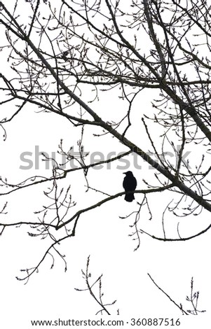 Silhouette of a crow on a tree isolated on white