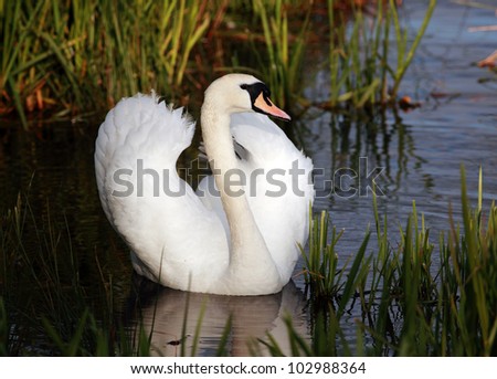 Mute Swan with wings slightly open resting in water