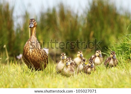 Mallard duck and her clutch of ducklings