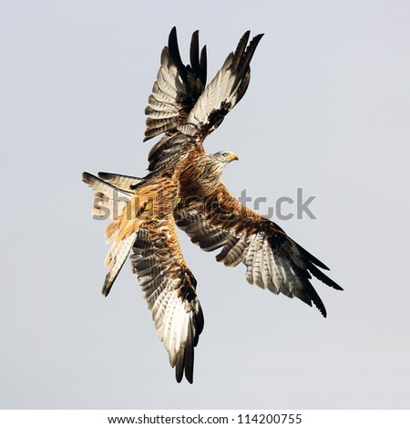 Two Red Kites, birds of prey in flight above the skies of Dumfrieshire, Scotland