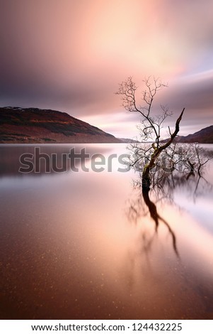 A lone tree partially submerged and reflecting on the water of Loch Lomond, Scotland