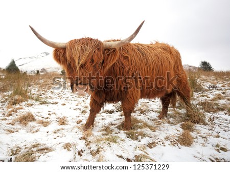 A Scottish Highland Cow on a snow covered landscape in the highlands of Scotland