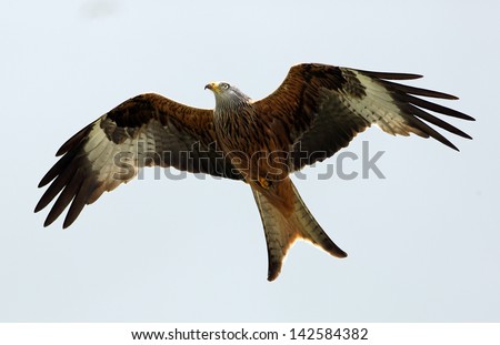 Red Kite in flight above the hills of Laurieston, Dumfrieshire, Scotland.