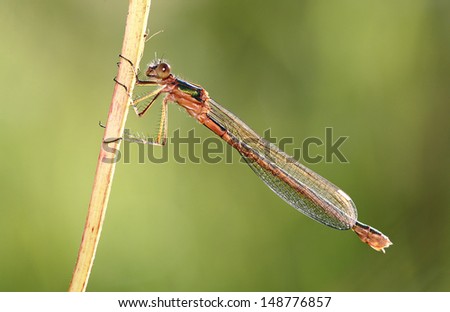 Colourful Damselfly clinging to a blade of grass