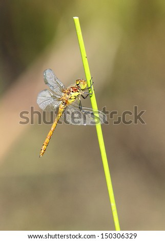Dragonfly clinging to a blade of grass