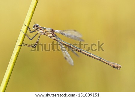 A colourful Damselfly clinging to a blade of grass