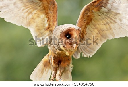 Melanistic Barn Owl in flight