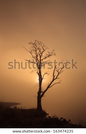 A lone tree at sunrise with the sun breaking through the mist creating a golden glow. Loch Lomond and the Trossachs.