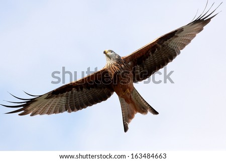 Red Kite bird of prey in flight