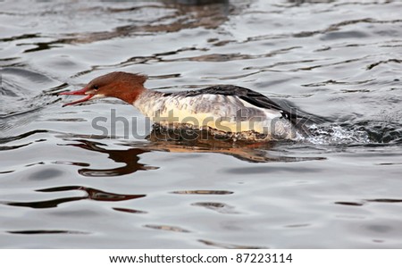 Female Goosander