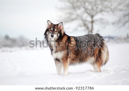 A snow covered dog standing in snow