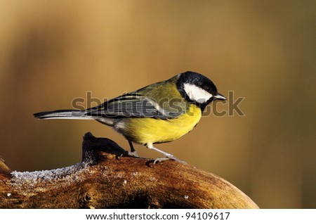 Great Tit perched on a frost covered log