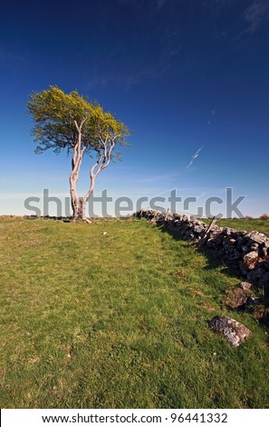 Lone tree in a field on a windy day