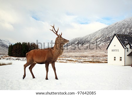 Dee Stag visiting hotel on a snow covered Glencoe landscape in the Scottish highlands