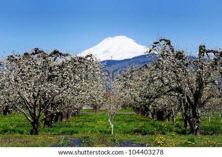 Mount hood and row of orchard tree