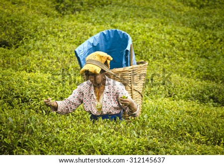 Ravangla, Sikkim , India, 27th May,2015 : An woman is picking up the fresh tea leaves from  the popular Temi Tea Garden at Ravangla. The Temi Tea Garden in Ravangla, established in 1969.