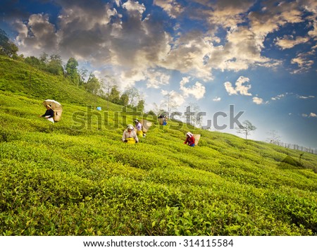 Ravangla, Sikkim , India, 27th May,2015 : A group of woman is picking up the fresh tea leaves from the popular Temi Tea Garden at Ravangla. The Temi Tea Garden in Ravangla, established in 1969.