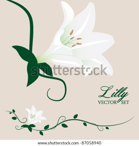 stock vector White Lilly and Vines Vector Set