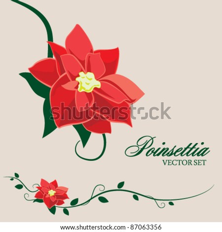 stock vector Red Poinsettia and Vines for Winter Holidays Christmas 