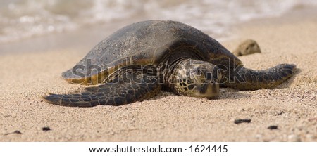 Sea Turtle on the beach