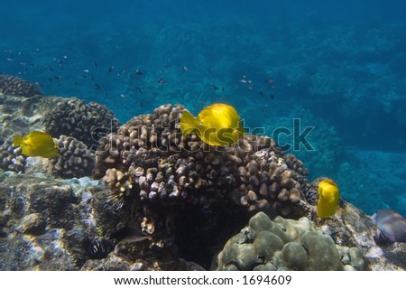 Tropical Underwater scene, Hawaii